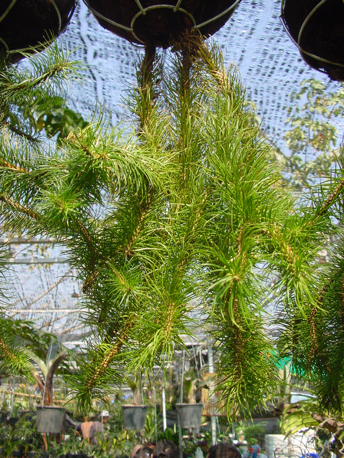 Huperzia sp. Mexico (4)